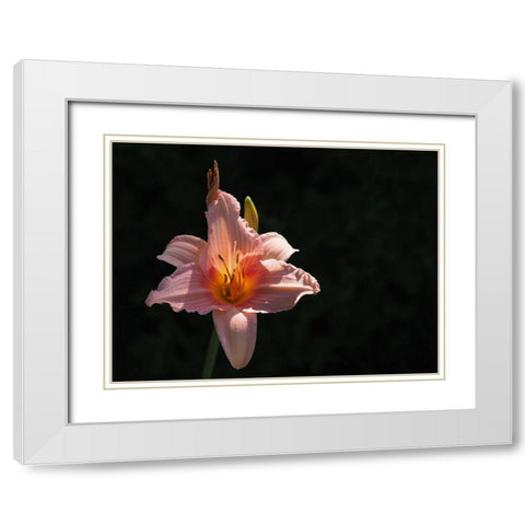 Daylily White Modern Wood Framed Art Print with Double Matting by Bonin, Suzanne