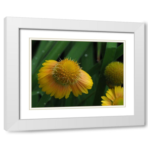Gaillardia White Modern Wood Framed Art Print with Double Matting by Bonin, Suzanne