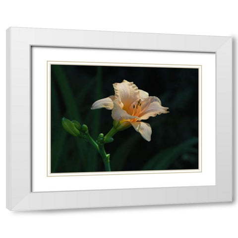 Peach Daylily White Modern Wood Framed Art Print with Double Matting by Bonin, Suzanne