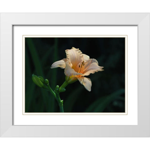 Peach Daylily White Modern Wood Framed Art Print with Double Matting by Bonin, Suzanne