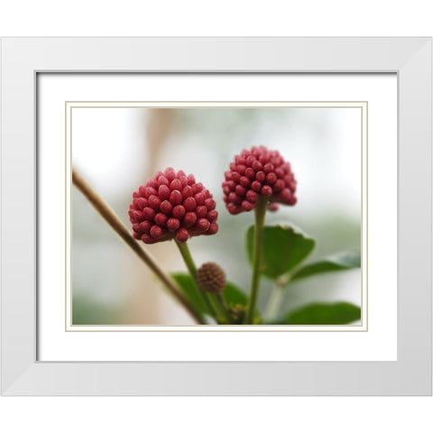Powder Puff Buds White Modern Wood Framed Art Print with Double Matting by Bonin, Suzanne