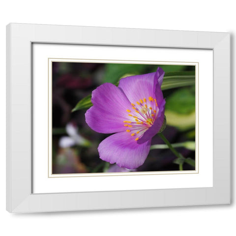 Pussy Paw White Modern Wood Framed Art Print with Double Matting by Bonin, Suzanne