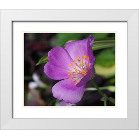 Pussy Paw White Modern Wood Framed Art Print with Double Matting by Bonin, Suzanne