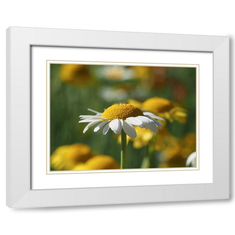 White Chamomile White Modern Wood Framed Art Print with Double Matting by Bonin, Suzanne