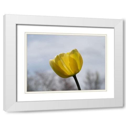 Alone White Modern Wood Framed Art Print with Double Matting by Bonin, Suzanne