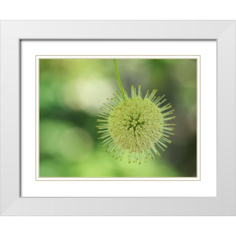 Cephalanthus Occidentalis White Modern Wood Framed Art Print with Double Matting by Bonin, Suzanne