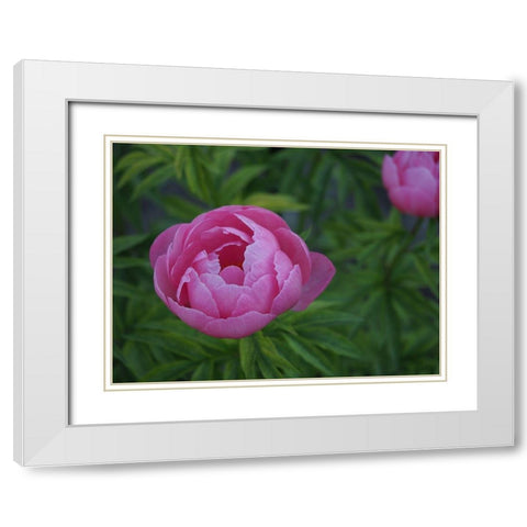 Chinese Peony White Modern Wood Framed Art Print with Double Matting by Bonin, Suzanne