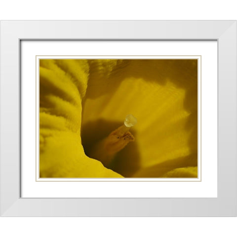 Daffodil Stigma White Modern Wood Framed Art Print with Double Matting by Bonin, Suzanne