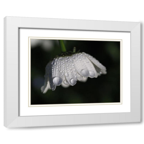 Daisy With Droplets White Modern Wood Framed Art Print with Double Matting by Bonin, Suzanne
