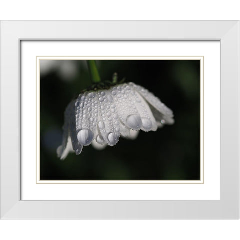 Daisy With Droplets White Modern Wood Framed Art Print with Double Matting by Bonin, Suzanne