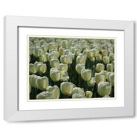 Field Of White Tulips White Modern Wood Framed Art Print with Double Matting by Bonin, Suzanne