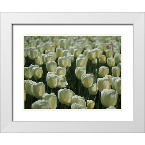 Field Of White Tulips White Modern Wood Framed Art Print with Double Matting by Bonin, Suzanne