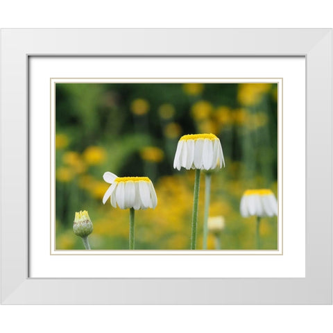 Lawn Daisies White Modern Wood Framed Art Print with Double Matting by Bonin, Suzanne