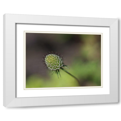 Mournful Widow White Modern Wood Framed Art Print with Double Matting by Bonin, Suzanne