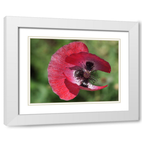 Opium Poppy White Modern Wood Framed Art Print with Double Matting by Bonin, Suzanne