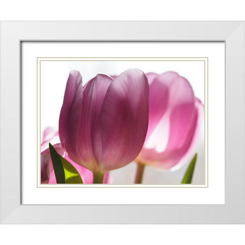 Pink Tulips White Modern Wood Framed Art Print with Double Matting by Bonin, Suzanne