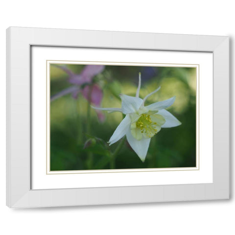 White Columbine White Modern Wood Framed Art Print with Double Matting by Bonin, Suzanne