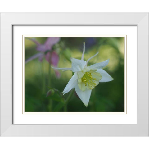 White Columbine White Modern Wood Framed Art Print with Double Matting by Bonin, Suzanne