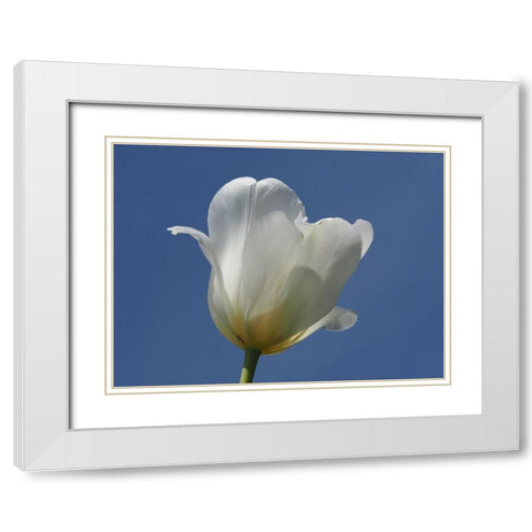 White Tulip Blue Sky White Modern Wood Framed Art Print with Double Matting by Bonin, Suzanne