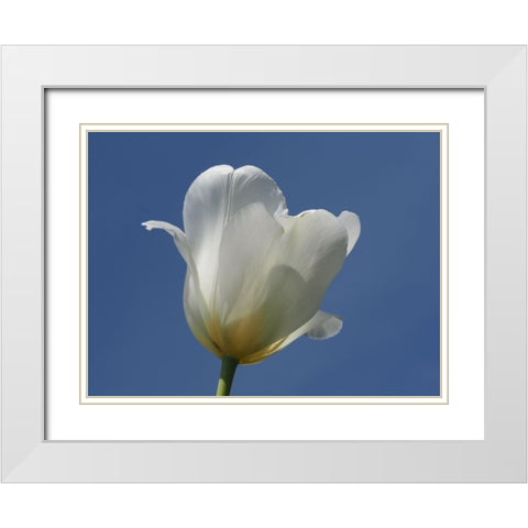 White Tulip Blue Sky White Modern Wood Framed Art Print with Double Matting by Bonin, Suzanne