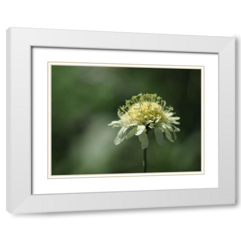 Yellow Scabious White Modern Wood Framed Art Print with Double Matting by Bonin, Suzanne