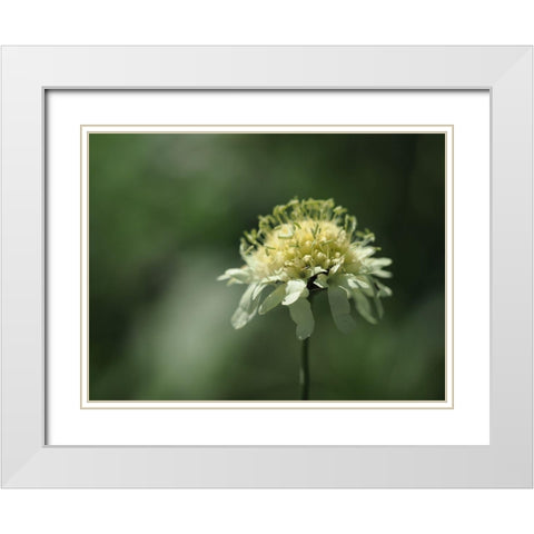 Yellow Scabious White Modern Wood Framed Art Print with Double Matting by Bonin, Suzanne
