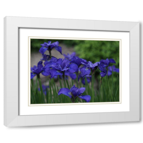 Blue Ones White Modern Wood Framed Art Print with Double Matting by Bonin, Suzanne