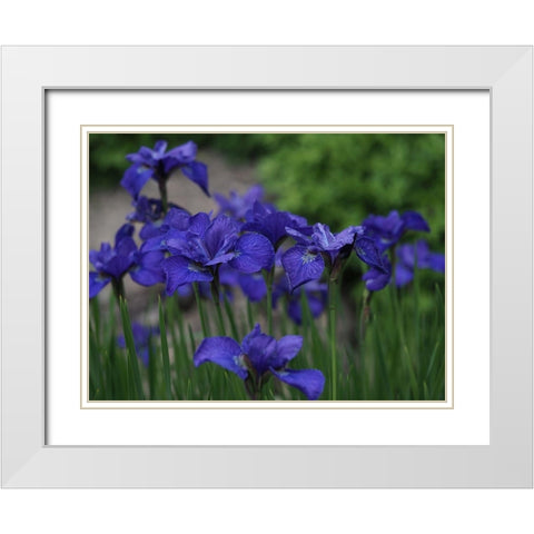 Blue Ones White Modern Wood Framed Art Print with Double Matting by Bonin, Suzanne