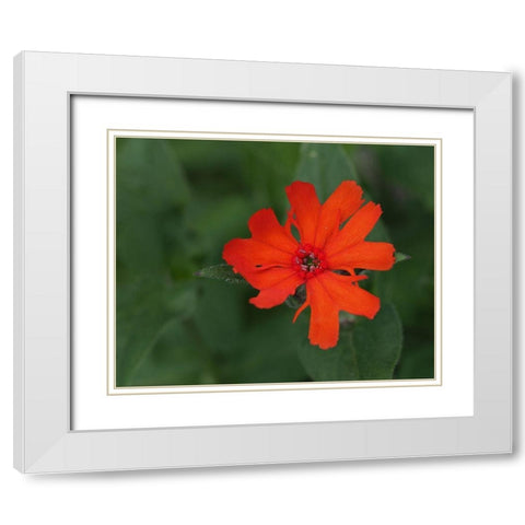 Burning Love White Modern Wood Framed Art Print with Double Matting by Bonin, Suzanne
