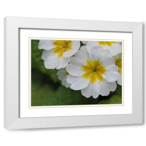 Buttercups White Modern Wood Framed Art Print with Double Matting by Bonin, Suzanne