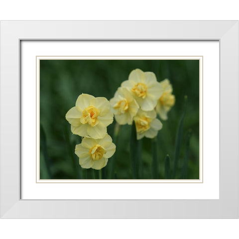 Double Daffodils White Modern Wood Framed Art Print with Double Matting by Bonin, Suzanne