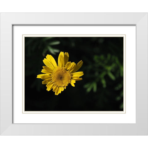 Early Riser White Modern Wood Framed Art Print with Double Matting by Bonin, Suzanne