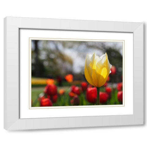 Elegant White Modern Wood Framed Art Print with Double Matting by Bonin, Suzanne