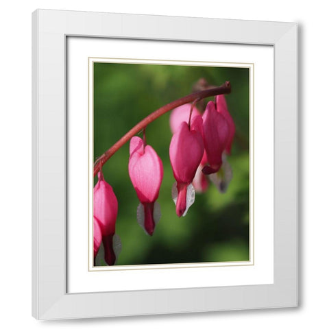 Hearts White Modern Wood Framed Art Print with Double Matting by Bonin, Suzanne