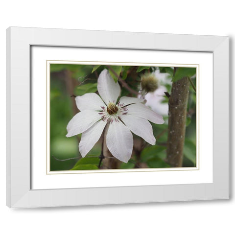 Hidden Beauty White Modern Wood Framed Art Print with Double Matting by Bonin, Suzanne