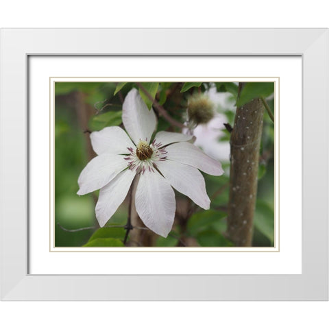 Hidden Beauty White Modern Wood Framed Art Print with Double Matting by Bonin, Suzanne