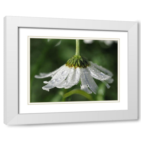 Hidden Treasure White Modern Wood Framed Art Print with Double Matting by Bonin, Suzanne