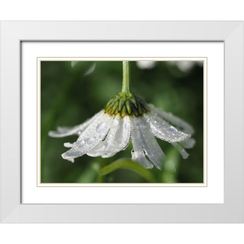 Hidden Treasure White Modern Wood Framed Art Print with Double Matting by Bonin, Suzanne