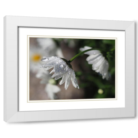 Jewels Of Nature White Modern Wood Framed Art Print with Double Matting by Bonin, Suzanne