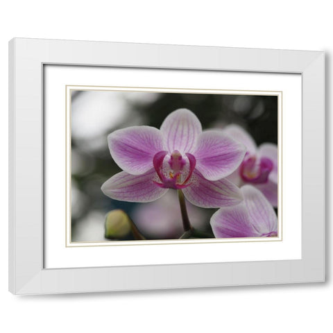 Little Blue Bird White Modern Wood Framed Art Print with Double Matting by Bonin, Suzanne