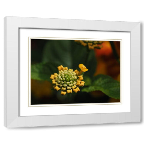 Mini Bow Ties White Modern Wood Framed Art Print with Double Matting by Bonin, Suzanne