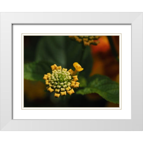 Mini Bow Ties White Modern Wood Framed Art Print with Double Matting by Bonin, Suzanne