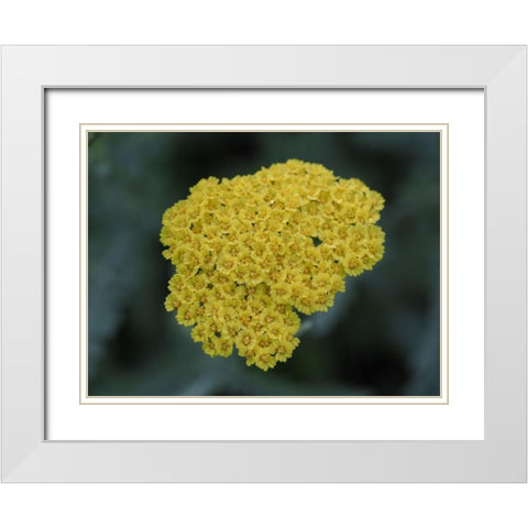 Morning Dew White Modern Wood Framed Art Print with Double Matting by Bonin, Suzanne