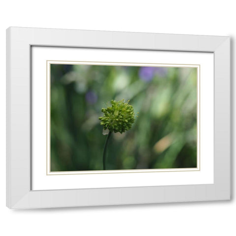 Ornamental Onion White Modern Wood Framed Art Print with Double Matting by Bonin, Suzanne