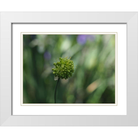 Ornamental Onion White Modern Wood Framed Art Print with Double Matting by Bonin, Suzanne