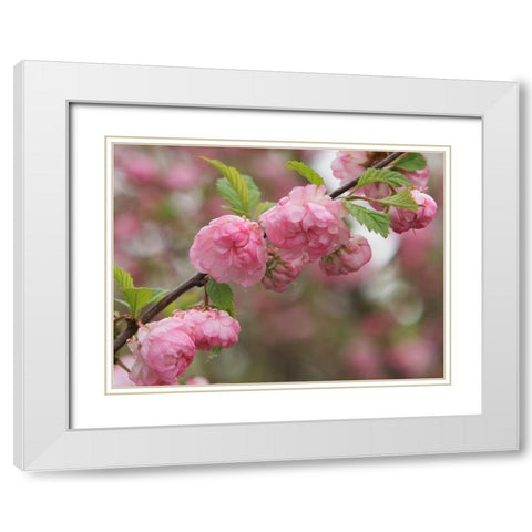 Pink Beauties White Modern Wood Framed Art Print with Double Matting by Bonin, Suzanne