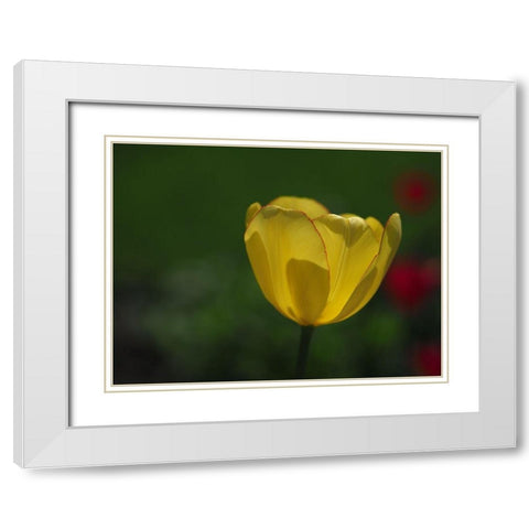 Pretty Lady White Modern Wood Framed Art Print with Double Matting by Bonin, Suzanne