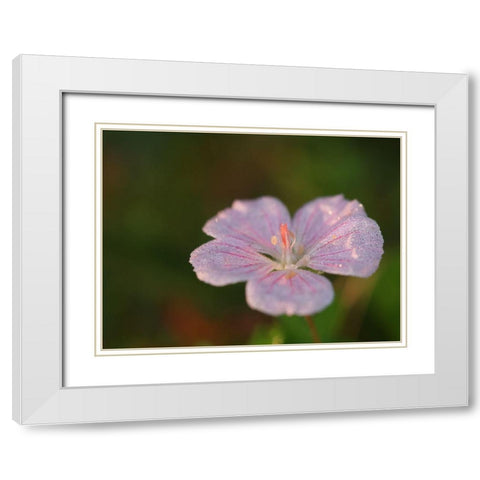 Pretty Pretty White Modern Wood Framed Art Print with Double Matting by Bonin, Suzanne