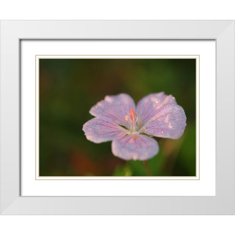 Pretty Pretty White Modern Wood Framed Art Print with Double Matting by Bonin, Suzanne