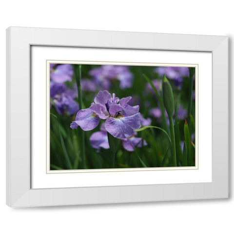 Purple One White Modern Wood Framed Art Print with Double Matting by Bonin, Suzanne